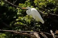 Garza real(Ardea alba)