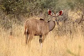 Male calfTswalu Kalahari Reserve, South Africa