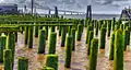 Former cannery dock pilings at Astoria waterfront.