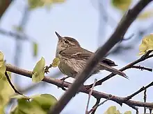 small greenish-yellow bird in tree