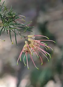 pink flower closeup