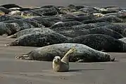 Grey seals at Donna Nook