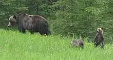 Grizzly bear sow and two cubs in Kananaskis Country.