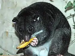 Black cuscus