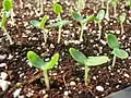 Seedlings (6 days)