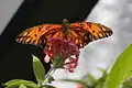 Agraulis vanillaeGulf fritillary