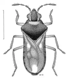 Microvelia macgregori