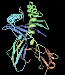 Computer illustration of HLA-B*3508 with EBV (EPLPQGQLTAY) in the binding pocket.