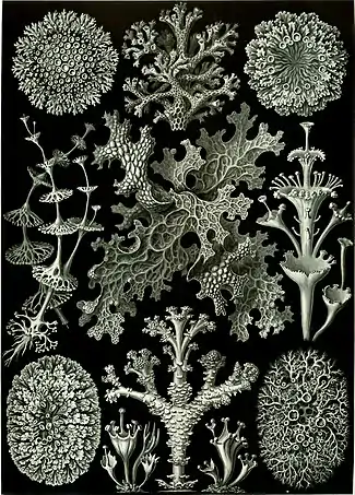 Lichens illustrated by German zoologist, naturalist, phylosopher, and illustrator Ernst Haeckel in Kunstformen der Natur (1904). Lichens, plate 83