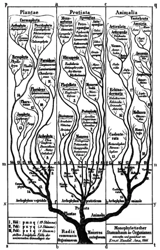 Haeckel's tree of life in Generelle Morphologie der Organismen (1866)