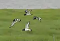 Four adults in flight (Hamburger Hallig, North Frisia)