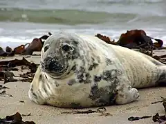 Grey seal