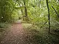 A walking path in October