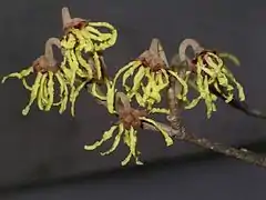 Hamamelis flowers, Menai Bridge, Wales