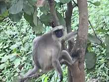 Hanuman Langur at Matheran