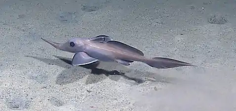 Harriotta raleighana in the Gulf of Mexico in 2012