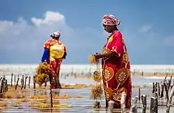 Two women conducting seaweed farming in Jambiani.