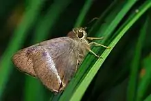 White banded awl (Hasora taminatus)