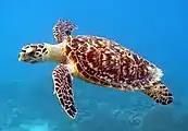 Hawksbill sea turtle