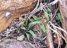 Haworthia floribunda has relatively few dark, slender, twisted leaves with rounded ends.