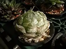 Haworthia lockwoodii dries its leaves into a papery sheath in the heat of summer.