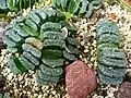 Haworthia truncata ("horse's teeth")