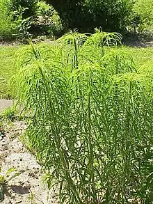 Willowleaf sunflower(H. salicifolius)