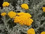 Helichrysum moeserianum in De Hoop N.R., South Africa