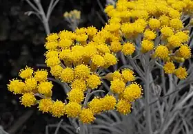 Helichrysum thianschanicum 'Icicles' on display at the San Diego County Fair, CA, USA