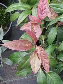 Helwingia chinensis plant with a mix of red and green leaves