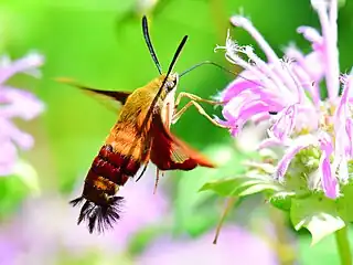 Hummingbird clearwing