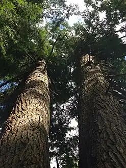 Hemlock in Cathedral State Park