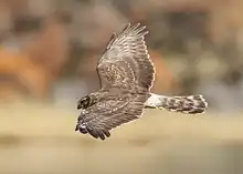 Hen Harrier, Circus cyaneus