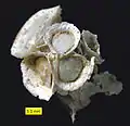 Hercosestria cribrosa Cooper & Grant 1969 (Roadian, Guadalupian, Middle Permian); Glass Mountains, Texas.