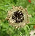 A complex form of dehiscence. The calyx of Hibiscus trionum has opened apically to reveal the capsule (ovary) inside. The capsule has split vertically in the centre, as well as through the locule walls.