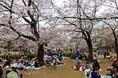 Cherry blossom viewing (hanami)