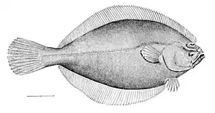 American plaice, H. platessoides