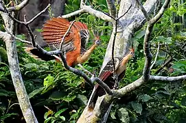 Hoatzin