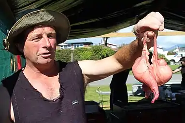 Sheep testicles, also known as mountain oysters