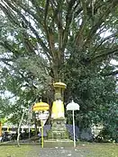 Holy tree near a Hindu temple, Tirta Empul, Bali, Indonesia