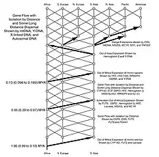 Trellis of intermingling populations for the last two million years.