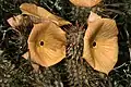 Hoodia gordonii