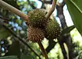 Galls on Hopea ponga at Peravoor