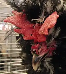 the head of a black cock, with a butterfly-shaped red comb