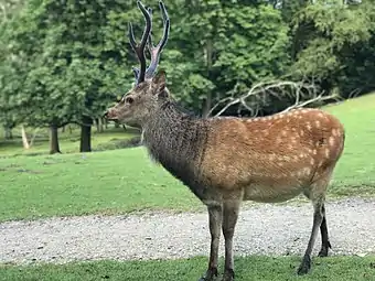 Sika deer