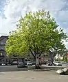 Freedomtree (Vrijheidsboom) (platanus) and a monument from 1906