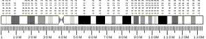 Chromosome 10 (human)