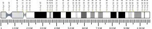 Chromosome 14 (human)