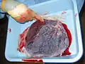 Human placenta immediately post birth.