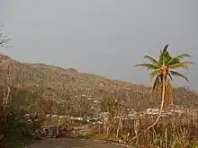 As Hurricane Matthew roared through the Tiburon Peninsula, extreme winds ripped apart vegetation